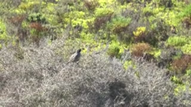 SAN CARLOS BCS MEXICO-2022: Bird Perched on Dry Bush in Natural Shrubland