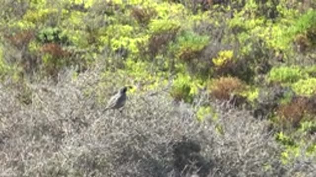 SAN CARLOS BCS MEXICO-2022: Small Bird Perched on a Dry Bush in a Shrubland