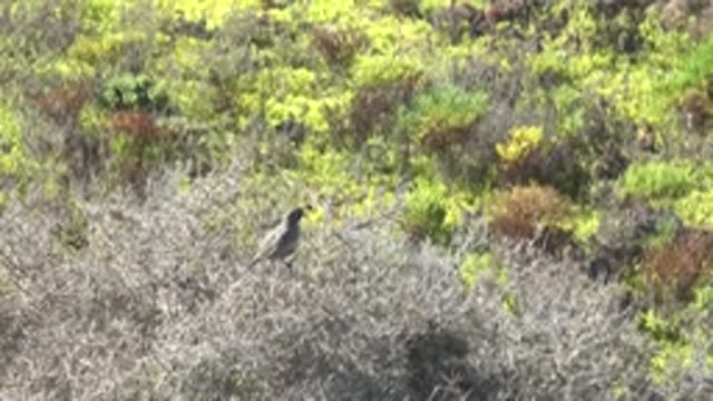 SAN CARLOS BCS MEXICO-2022: Bird Perched on Shrub in Diverse Vegetation