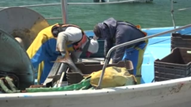 LA BOCANA BCS MEXICO-2022: Fishermen Processing Fish on a Fishing Vessel