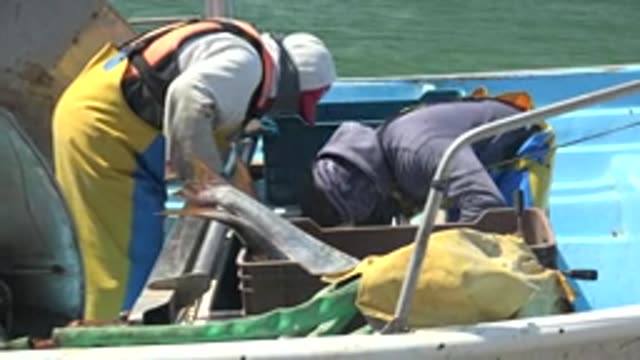 LA BOCANA BCS MEXICO-2022: Fishermen Processing Fish on a Boat Deck