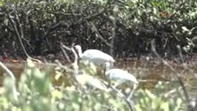 SAN CARLOS BCS MEXICO-2022: White Ibis Birds Wading in Shallow Mangrove Water