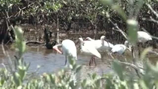 SAN CARLOS BCS MEXICO-2022: White Ibises Wading in Mangrove Wetland