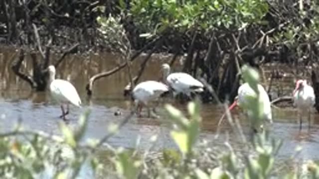 SAN CARLOS BCS MEXICO-2022: White Ibises Wading in Mangrove Wetland