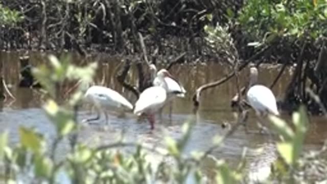SAN CARLOS BCS MEXICO-2022: White Ibises Wading in Mangrove Wetland