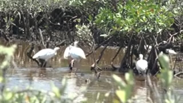 SAN CARLOS BCS MEXICO-2022: White Ibis Birds Wading in Shallow Mangrove Waters