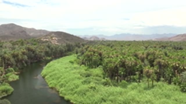 MULEGE BCS MEXICO-2022: River Flowing Through Palm Grove and Mountain Valley