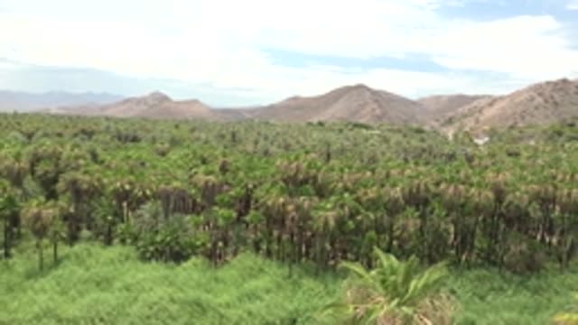 MULEGE BCS MEXICO-2022: Palm Grove in Valley with Mountain Backdrop
