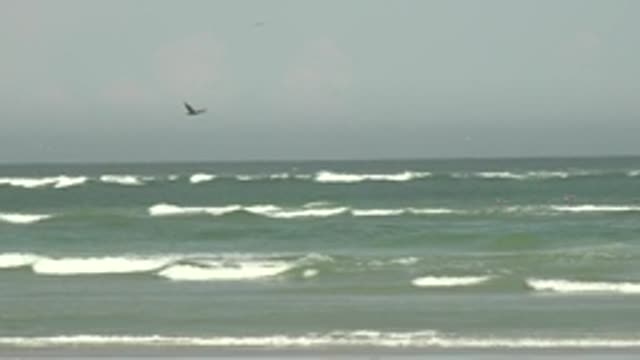 LA BOCANA BCS MEXICO-2022: Seagull Flying Over Ocean Waves and Beach