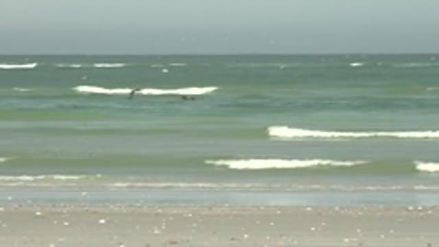 LA BOCANA BCS MEXICO-2022: Seagulls Flying Over Ocean Waves Near Beach