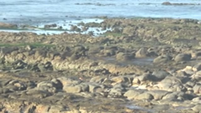 LA BOCANA BCS MEXICO-2022: Person and Bird Moving on Rocky Shore