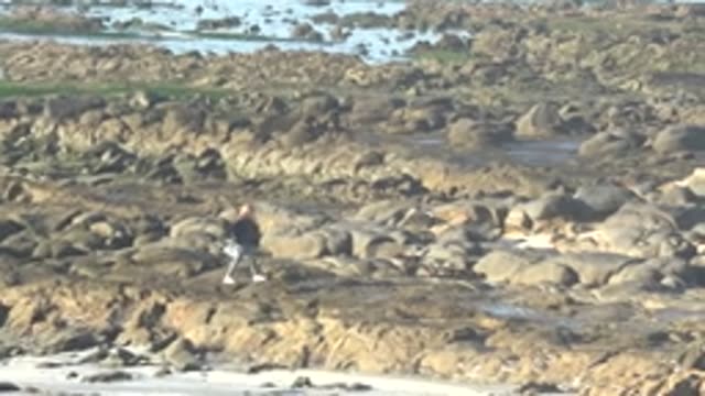 LA BOCANA BCS MEXICO-2022: Person Exploring Rocky Tidal Shore