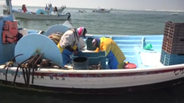 LA BOCANA BCS MEXICO-2022: Crew on Fishing Boat Processing Catch
