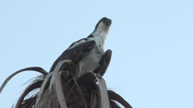 MULEGE BCS MEXICO-2022: Hawk Perched on Palm Frond, Head Turning