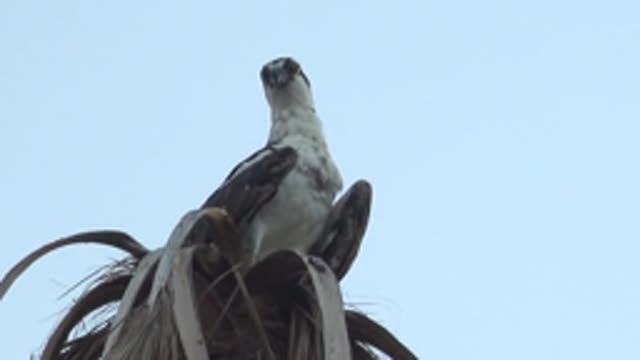 MULEGE BCS MEXICO-2022: Hawk Perched on Palm Frond, Head Movements