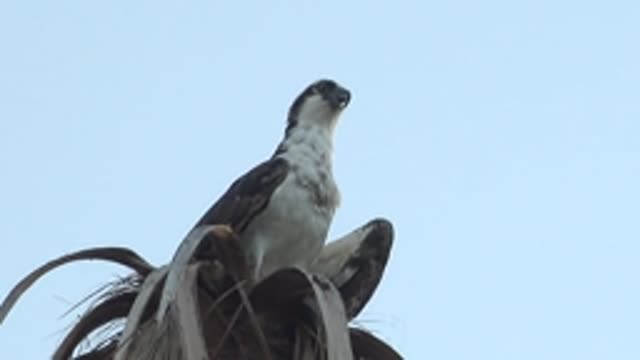 MULEGE BCS MEXICO-2022: Raptor Perched on Palm Frond, Head Turning