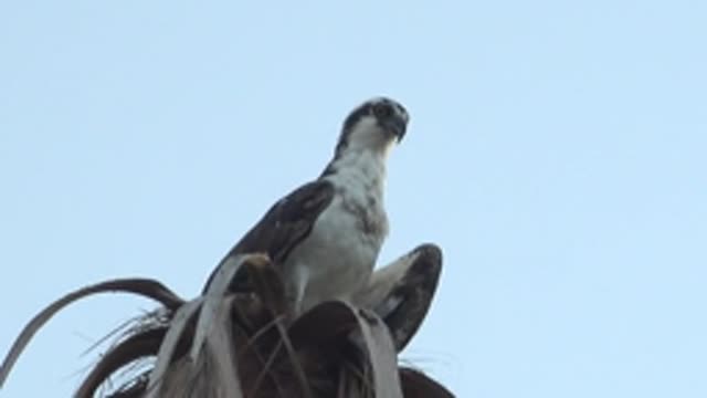 MULEGE BCS MEXICO-2022: Bird Preening Feathers While Perched on Palm Frond