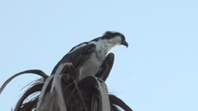 MULEGE BCS MEXICO-2022: Osprey Preening Then Scanning From Palm Perch