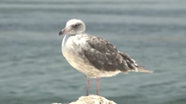 GUERRERO NEGRO BCS MEXICO-2022: Seagull Perched on Rock by Calm Water