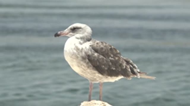 GUERRERO NEGRO BCS MEXICO-2022: Seagull Perched on Rock by Calm Water