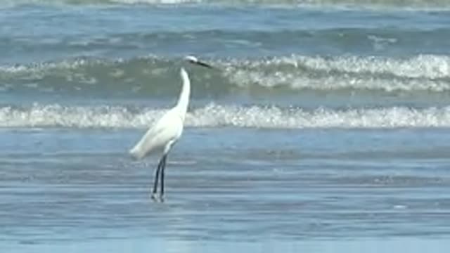 LA BOCANA BCS MEXICO-2022: White Heron Standing in Shallow Ocean Water