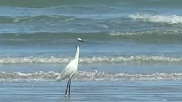LA BOCANA BCS MEXICO-2022: White Heron Standing in Shallow Ocean Water
