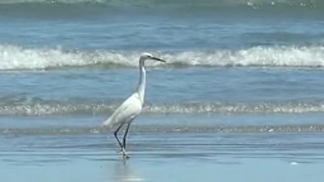 LA BOCANA BCS MEXICO-2022: White Heron Wading in Shallow Ocean Water