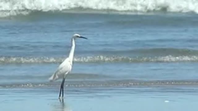 LA BOCANA BCS MEXICO-2022: White Heron Standing on Beach with Rolling Ocean Waves