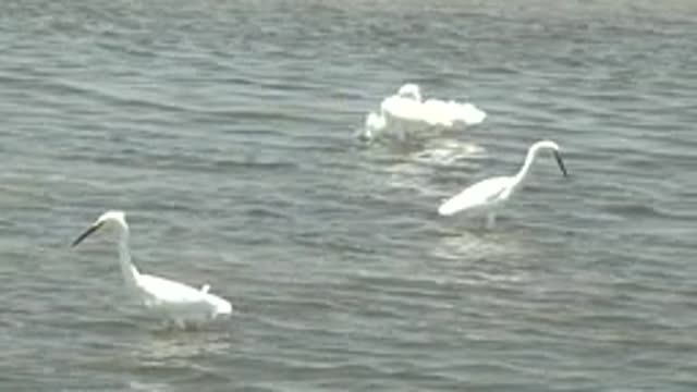GUERRERO NEGRO BCS MEXICO-2022: White Egrets Foraging and Swimming in Shallow Water