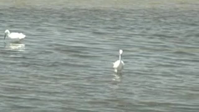 GUERRERO NEGRO BCS MEXICO-2022: White Birds Wading in Shallow Water