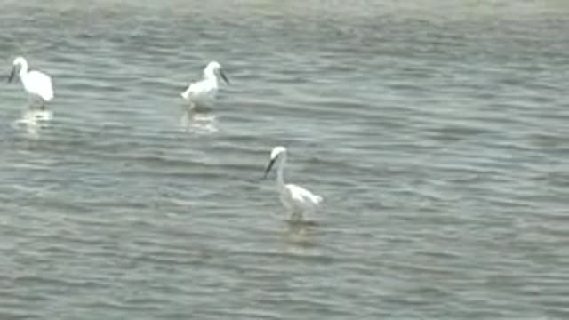 GUERRERO NEGRO BCS MEXICO-2022: White Birds Wading in Shallow Water