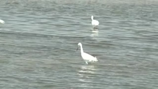 GUERRERO NEGRO BCS MEXICO-2022: White Egrets Wading and Foraging in Shallow Water