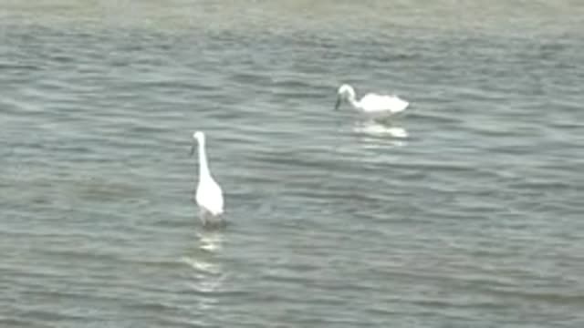 GUERRERO NEGRO BCS MEXICO-2022: White Birds Foraging in Shallow Water