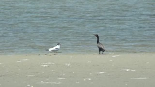 GUERRERO NEGRO BCS MEXICO-2022: Two Birds on Sandy Shore with Subtle Movements
