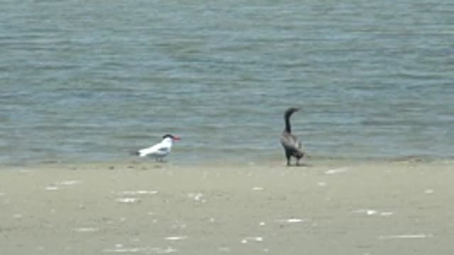 GUERRERO NEGRO BCS MEXICO-2022: Two Birds on Sandy Shore by Calm Water
