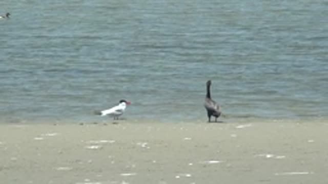 GUERRERO NEGRO BCS MEXICO-2022: Shorebirds and a Swimming Bird in the Water