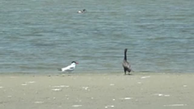 GUERRERO NEGRO BCS MEXICO-2022: Two Birds on Sandy Shore, One Adjusting Head
