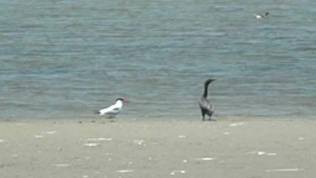 GUERRERO NEGRO BCS MEXICO-2022: Two Birds on Sandy Shore by Water