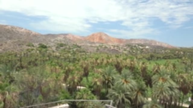 MULEGE BCS MEXICO-2022: Palm Grove and River with Mountain Backdrop