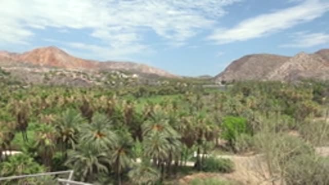 MULEGE BCS MEXICO-2022: Palm Grove with Moving Vehicle on Path