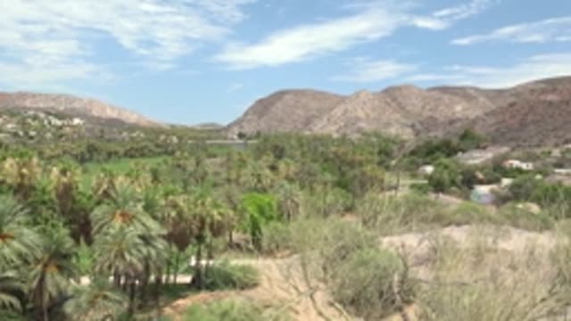 MULEGE BCS MEXICO-2022: Palm Grove and Mountainous Desert Landscape with Shifting Buildings