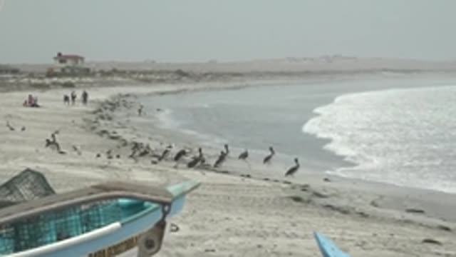 PUENTA ABREOJOS BCS MEXICO-2022: Pelicans and Fishing Boats on a Sandy Shore