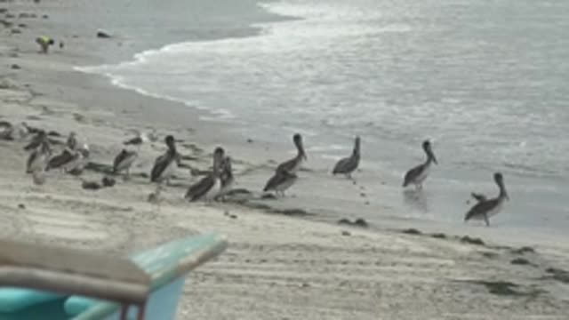 PUENTA ABREOJOS BCS MEXICO-2022: Pelicans and Seabirds on Sandy Shore