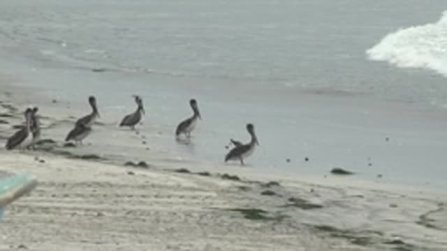 PUENTA ABREOJOS BCS MEXICO-2022: Pelicans on Sandy Beach with Approaching Ocean Waves
