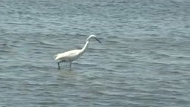 GUERRERO NEGRO BCS MEXICO-2022: White Egret Wading in Shallow Water