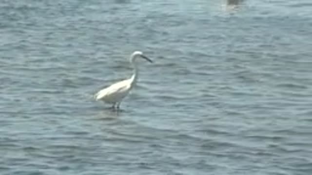 GUERRERO NEGRO BCS MEXICO-2022: White Egrets Wading in Shallow Water