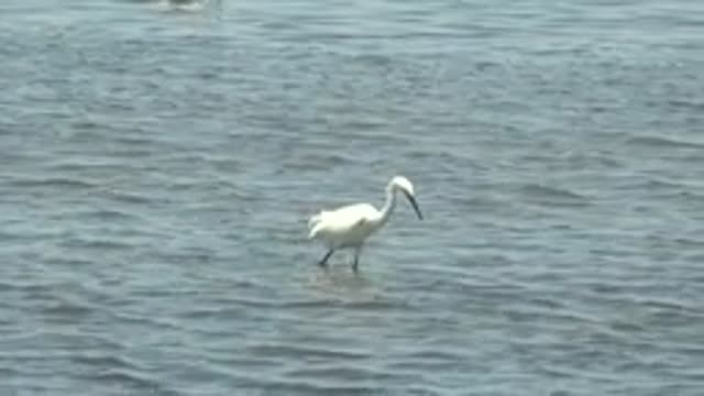 GUERRERO NEGRO BCS MEXICO-2022: White Bird Wading and Foraging in Shallow Water