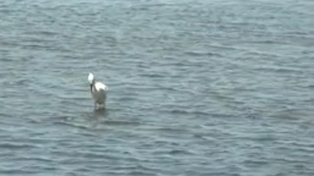 GUERRERO NEGRO BCS MEXICO-2022: White Pelican Preening in Shallow Water