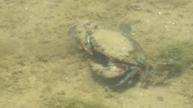 GUERRERO NEGRO BCS MEXICO-2022: Crab Crawling on Muddy Seabed Underwater