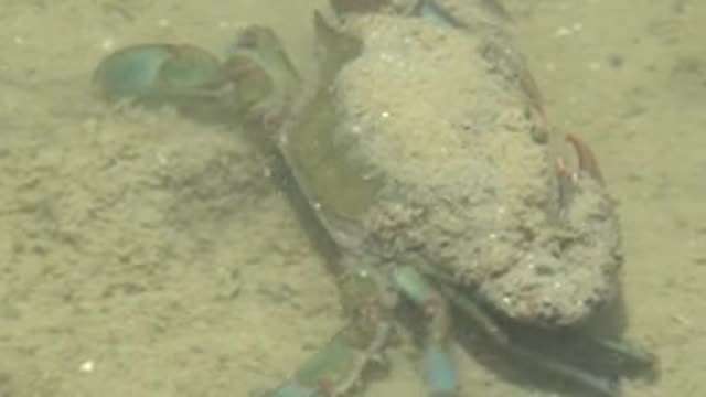 GUERRERO NEGRO BCS MEXICO-2022: Underwater Crab Moving Across Sandy Seabed